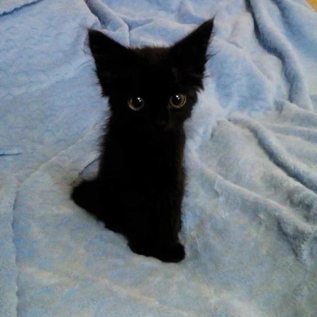 cotton