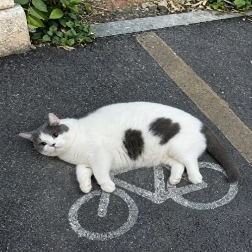 catcycle
