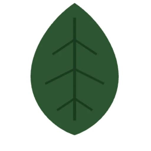 hornbeam