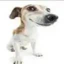 wunkus