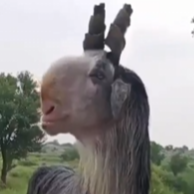 GOAT