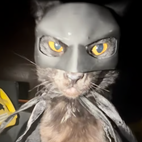 CATMAN