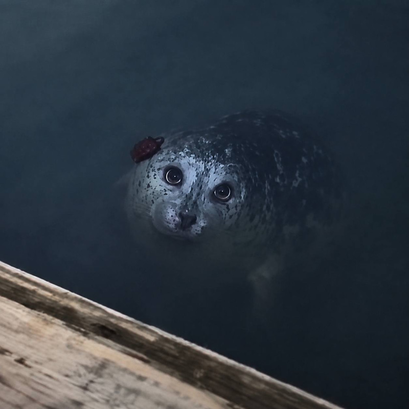 Seal