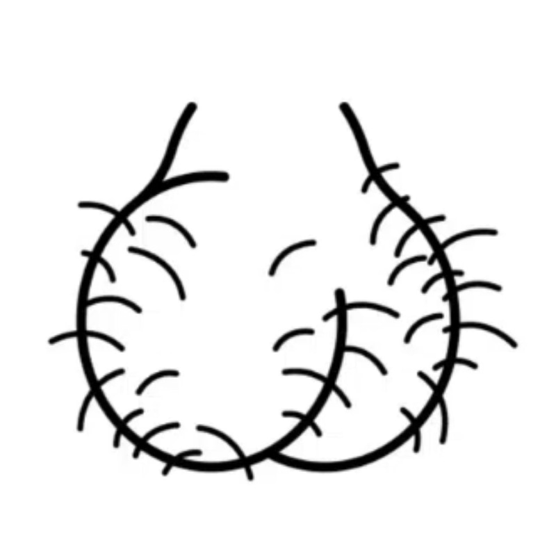 TESTICLE