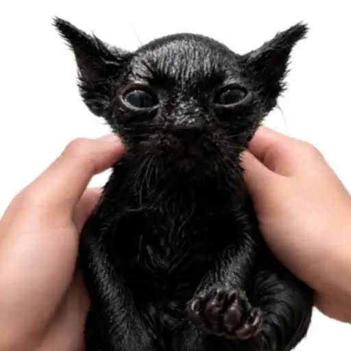 Niggus