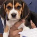 Beaglegate logo