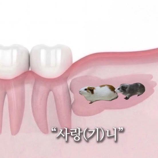 사랑기니