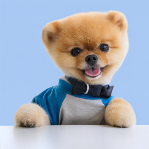 jiffpom