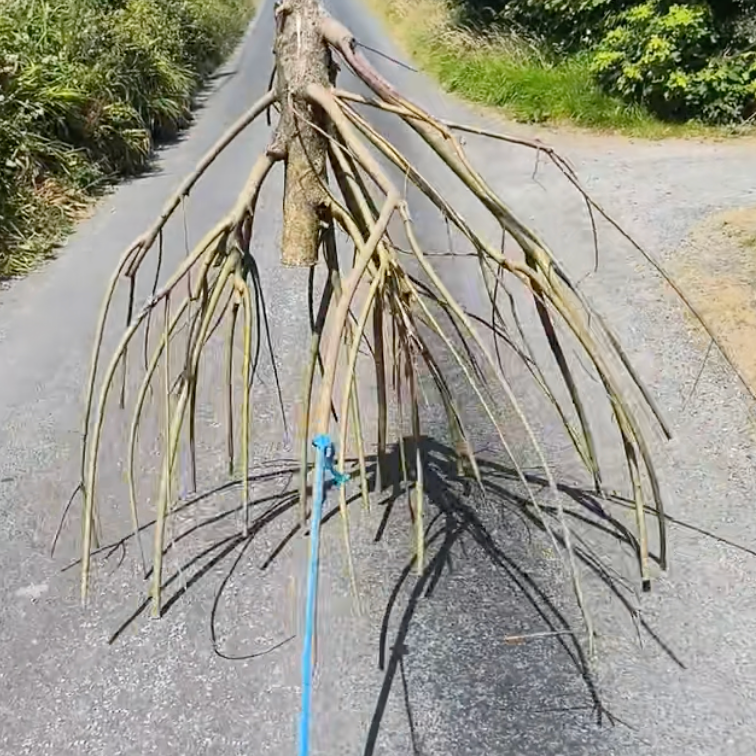 Triffids