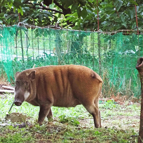 Wildboar