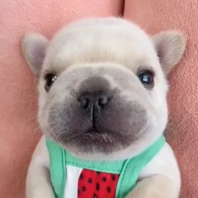 PIBBLE