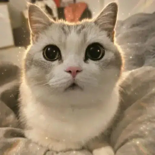 Fomo