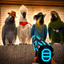 PARROTS