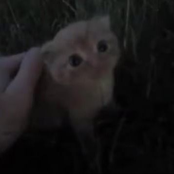 SLcat