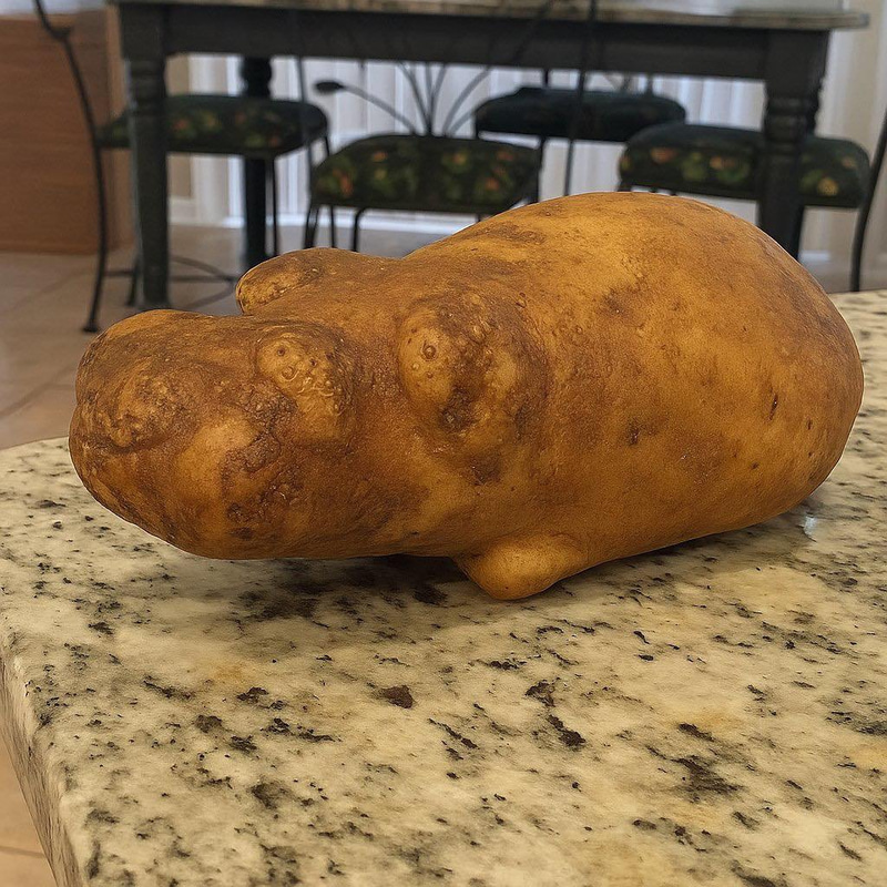 HIPPO