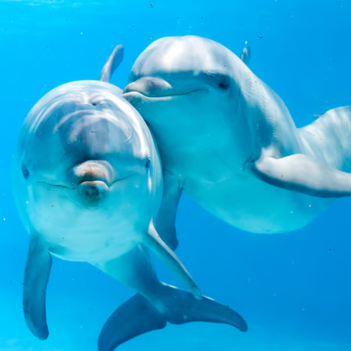 Dolphins