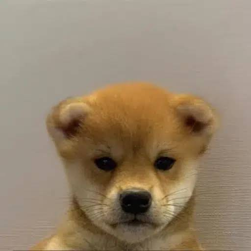 WIFOUT