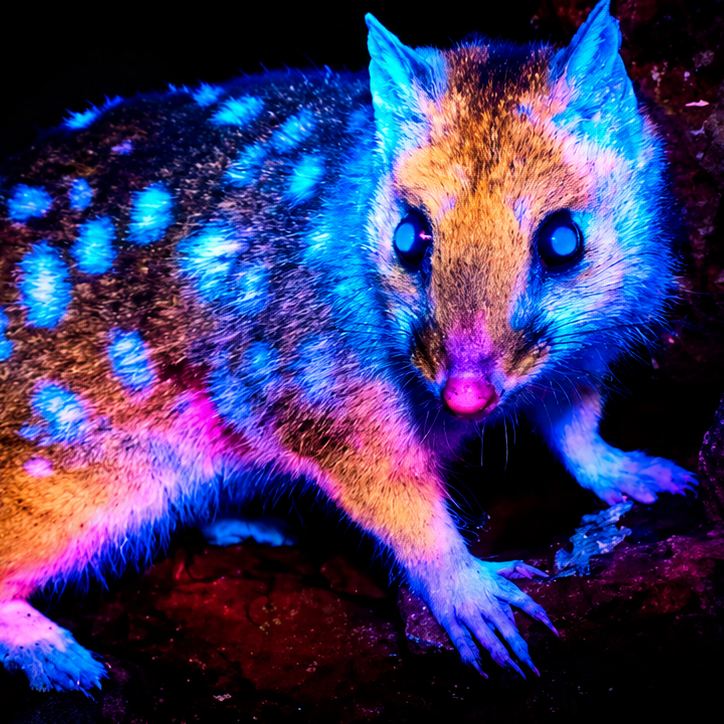 QUOLL
