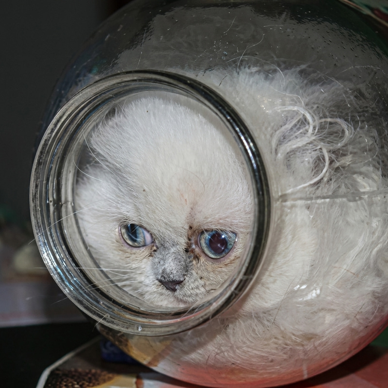 Vasecat