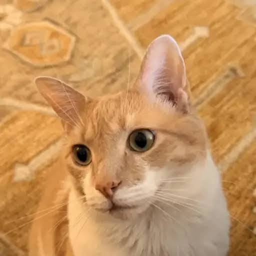 Kimchi