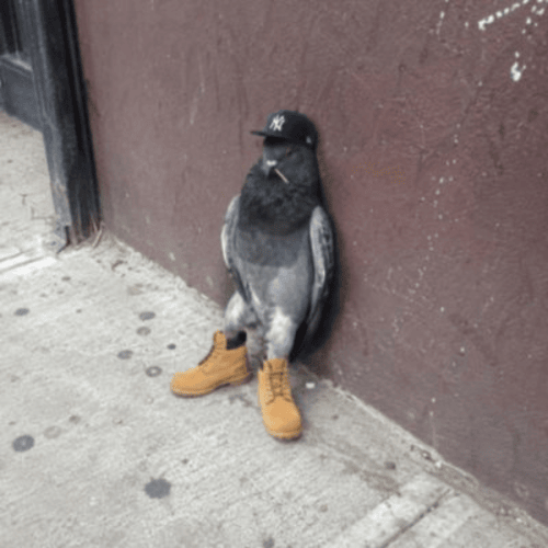 PIGEON