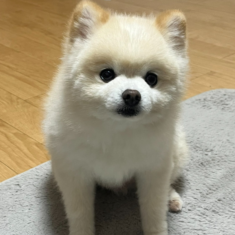 Ponsuke
