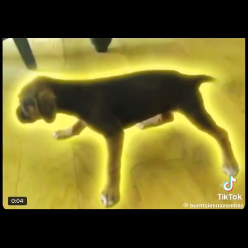 TWERKDOG