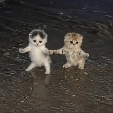 DREAMCATS