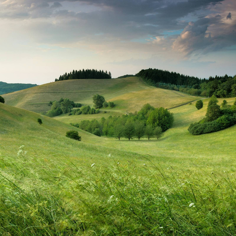 grass