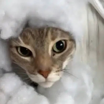 PILLOWCAT