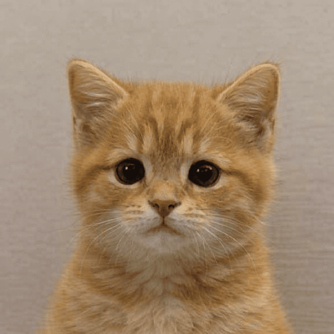 MEOW