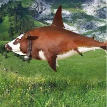 BULLSHARK