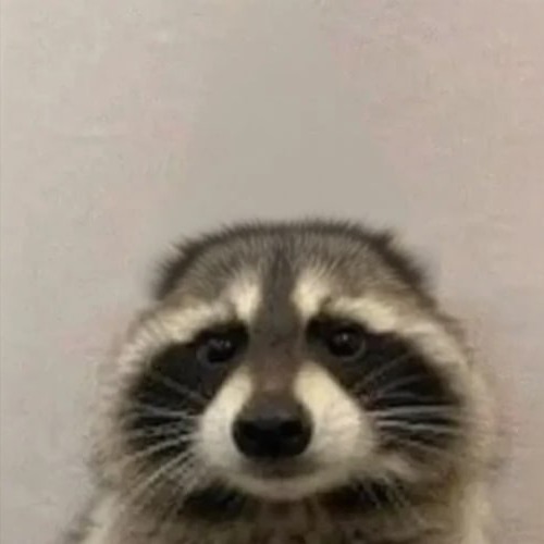 coon