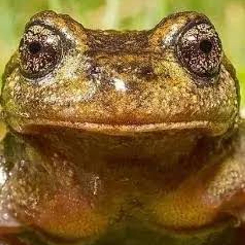 FROG