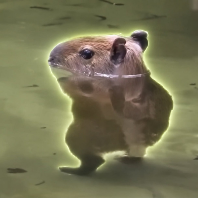 steppybara