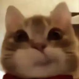 smugcat