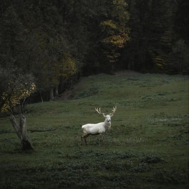 Deer