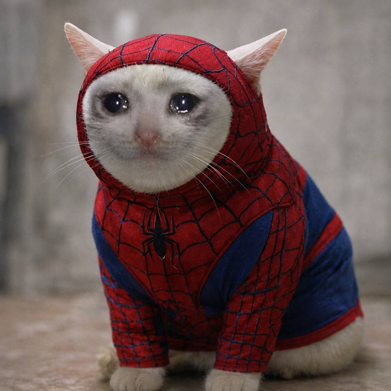 SPIDERCATE