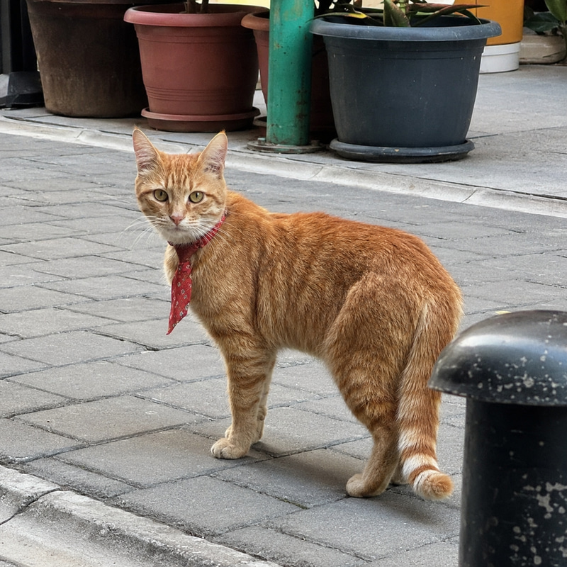 KravatlıCat
