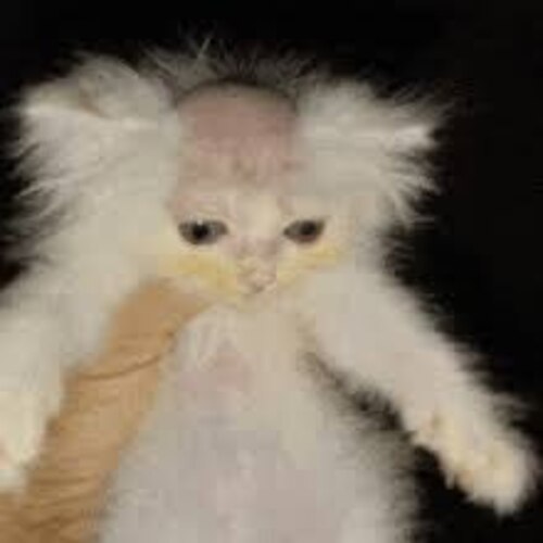 bald