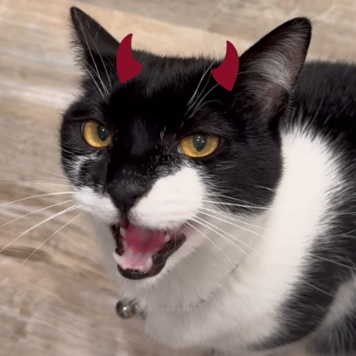 evilkitty