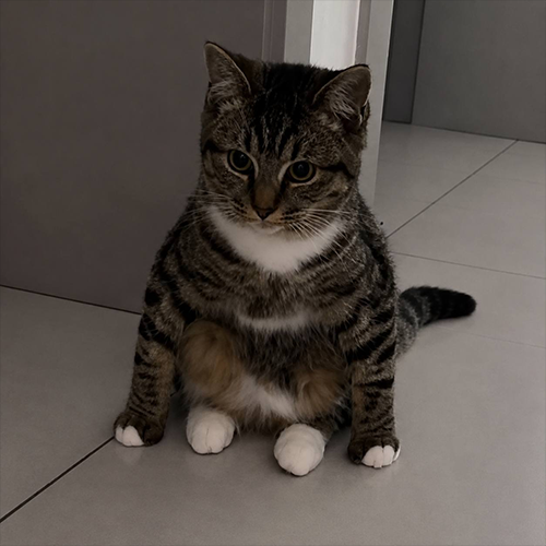 MEOW logo