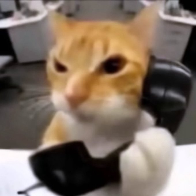 phonecat logo