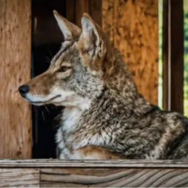 Coyote