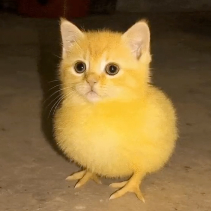 CHITTEN