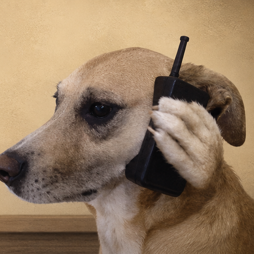CallDog
