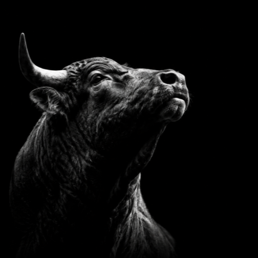 BULL