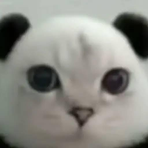 Pandacat
