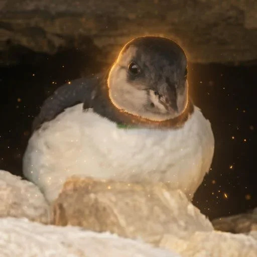 Puffin