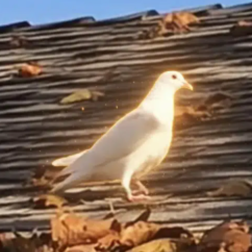 Pigeon